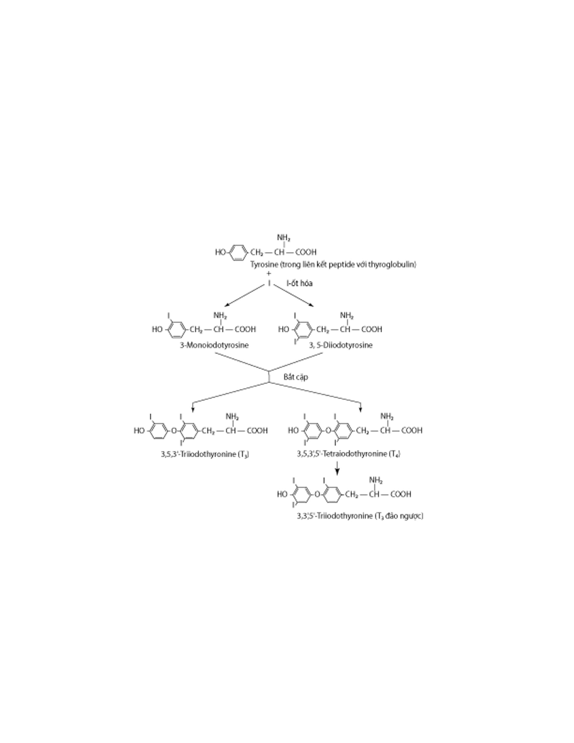 Tổng hợp các hormone tuyến giáp