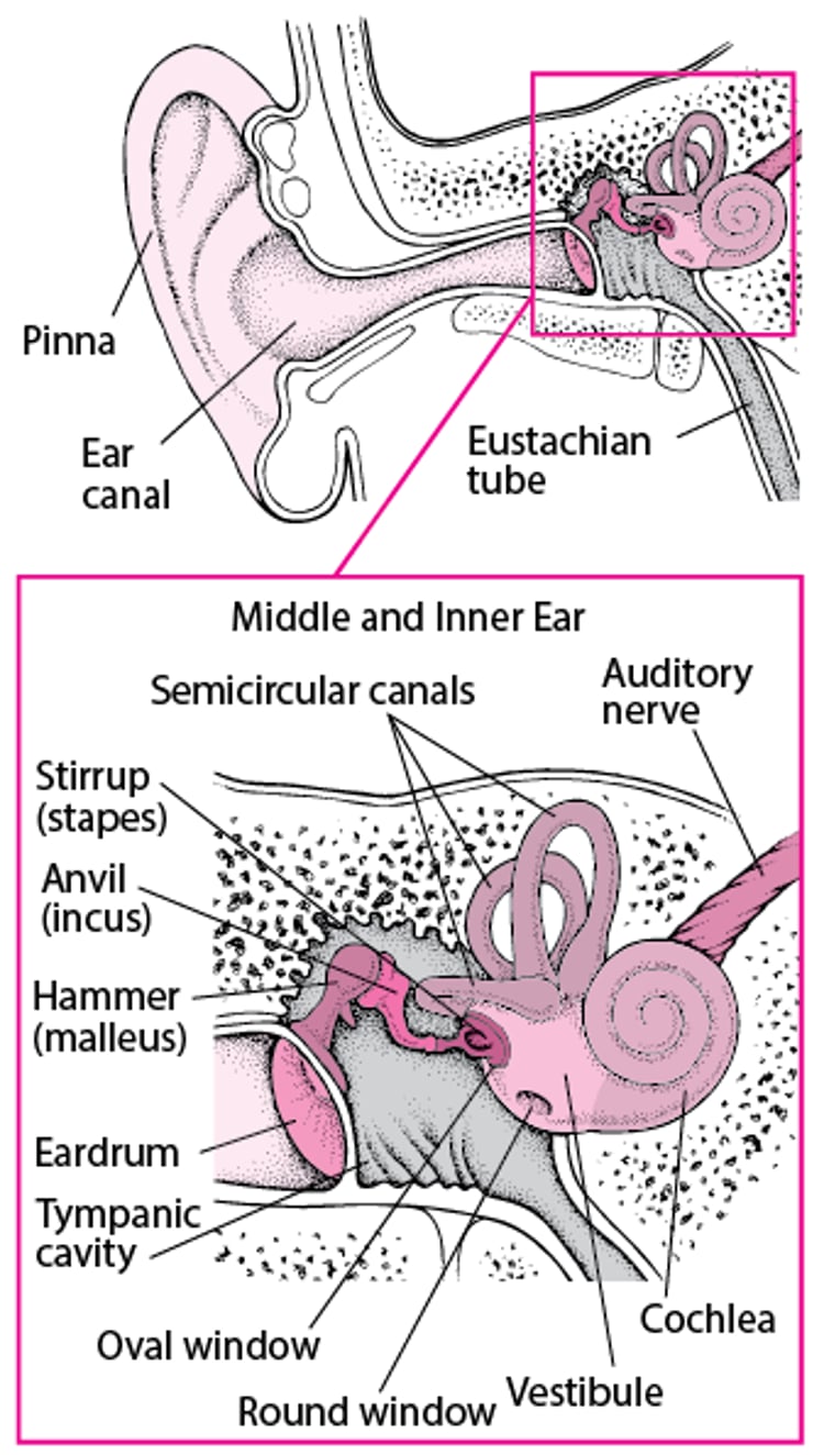 Inside the Ear