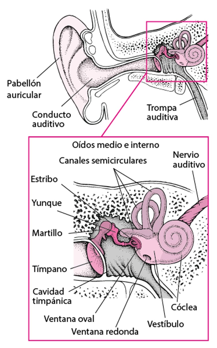 En el interior del oído