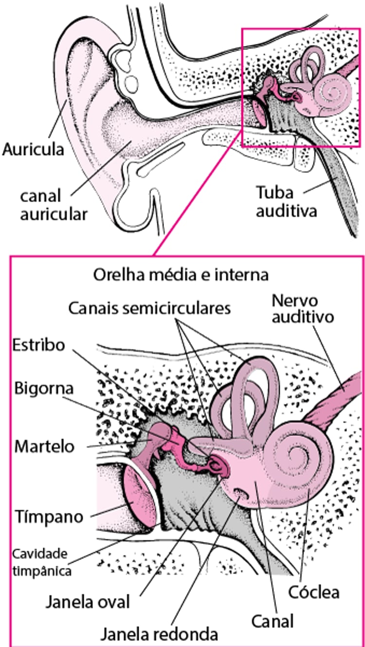 Dentro da orelha