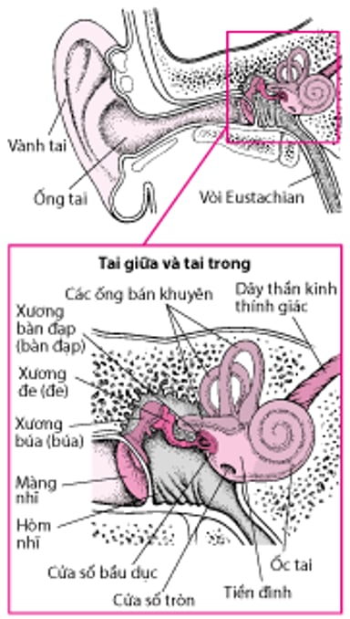 Bên trong tai