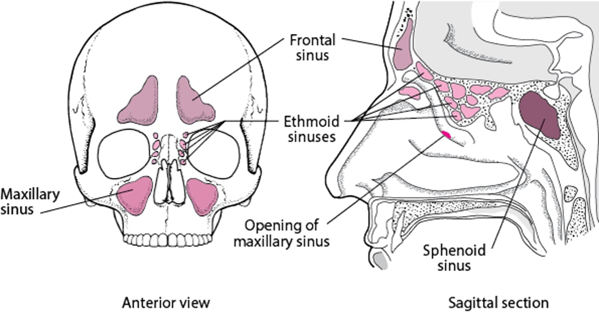 Paranasal sinuses