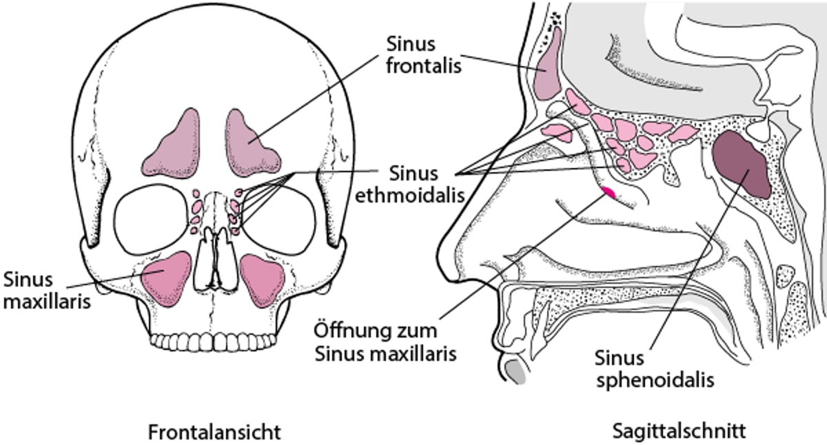Nasennebenhöhlen