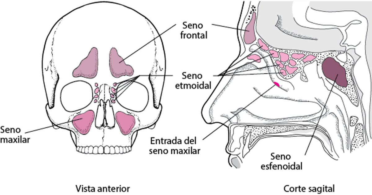 Senos paranasales