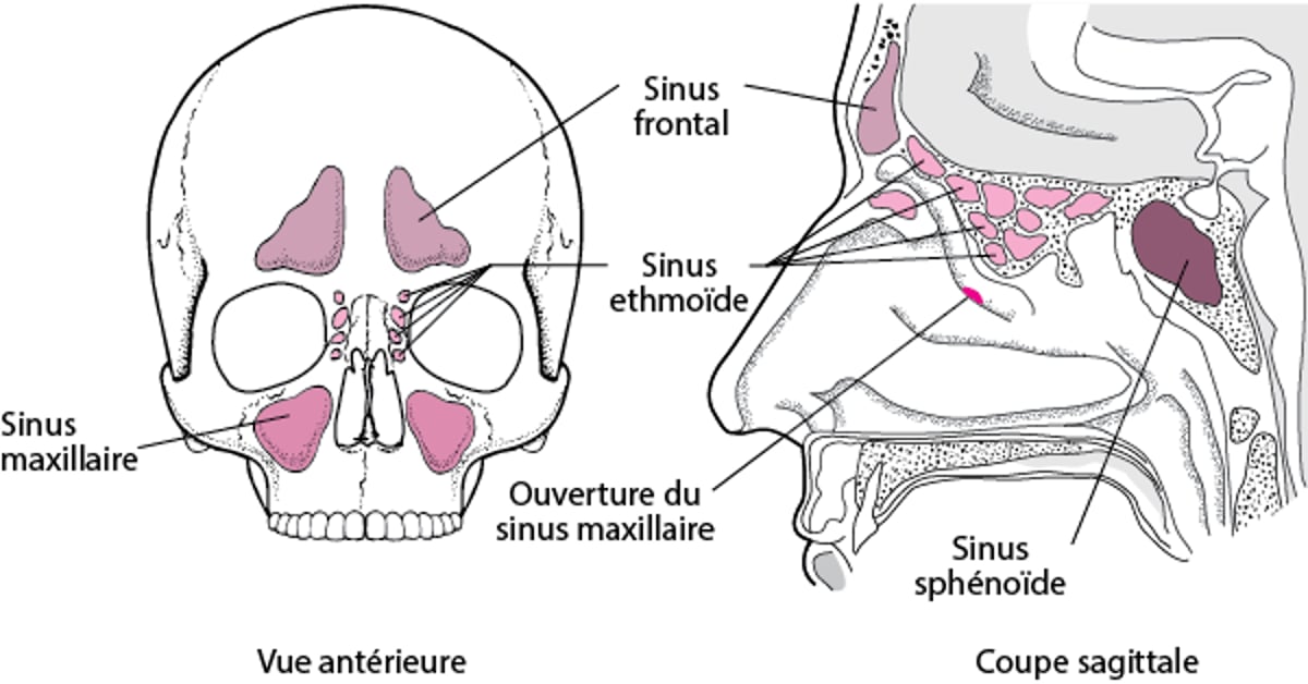Sinus paranasaux