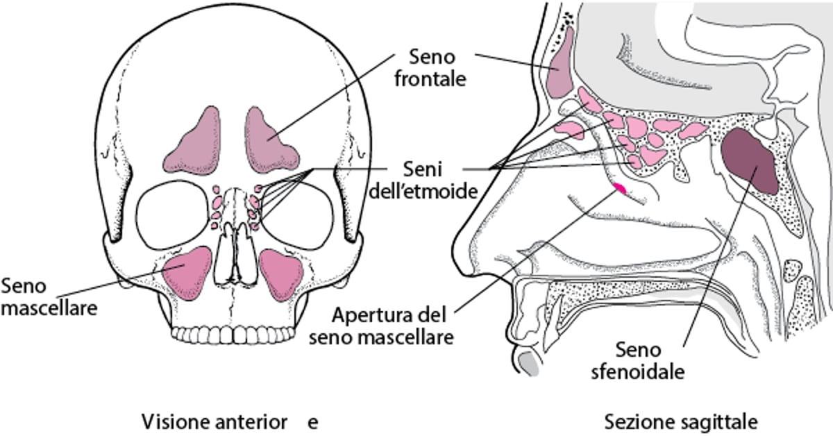 Seni paranasali