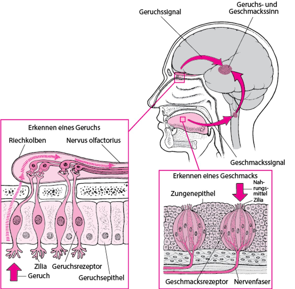 Wie Menschen Aromen wahrnehmen