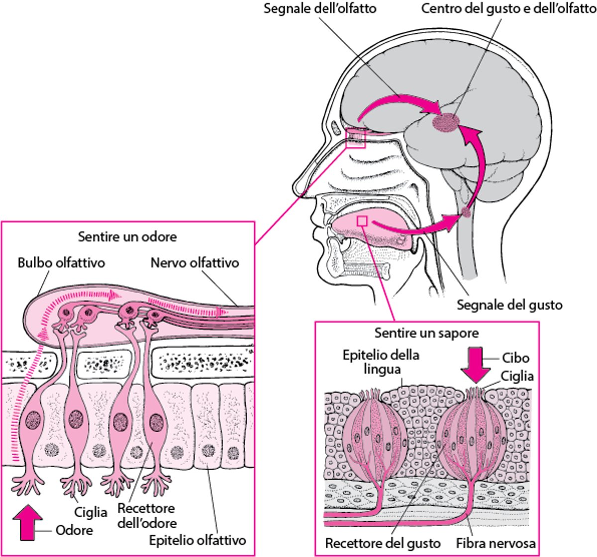 Come si percepiscono i sapori