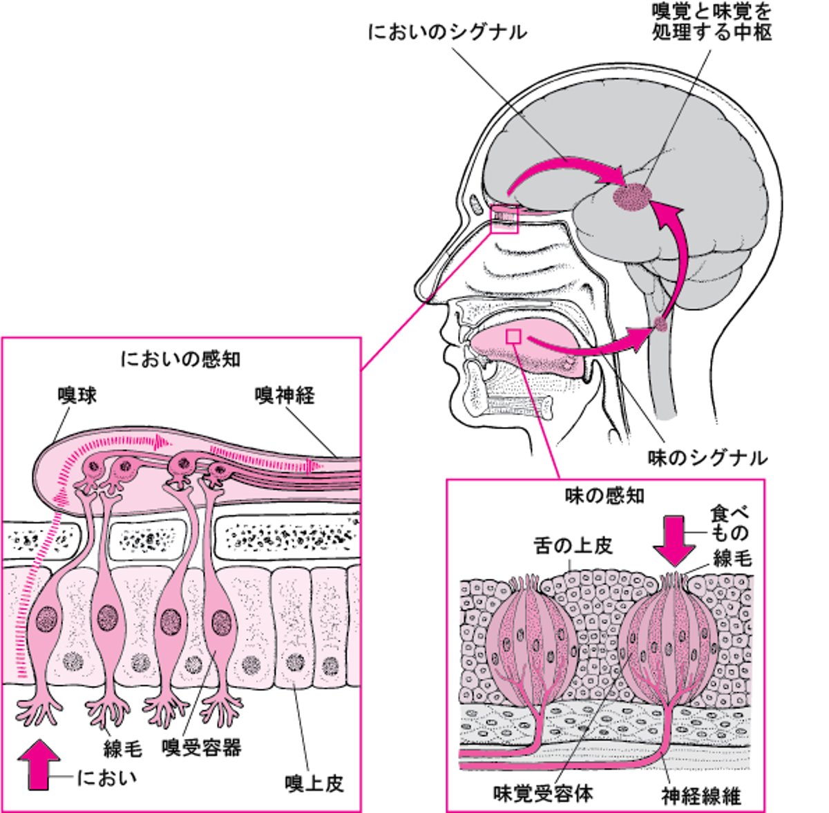 風味の感じ方
