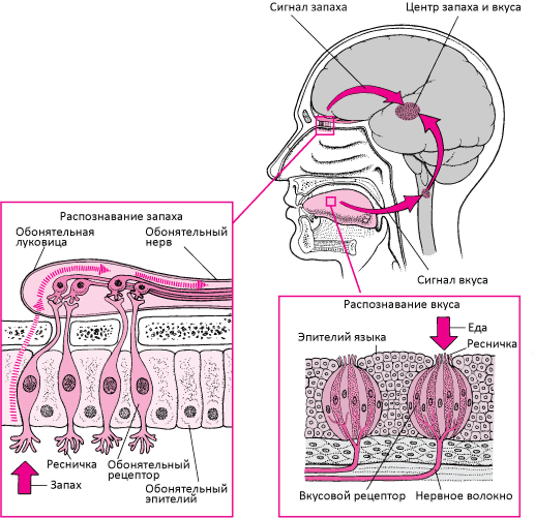 Механизм восприятия вкусов и запахов