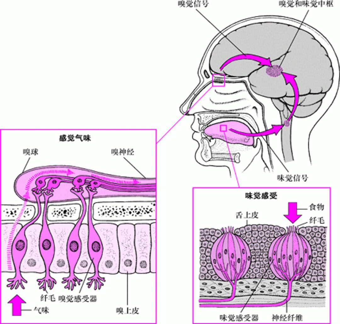 人们如何感觉味道