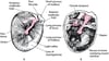 Tympanic Membrane of Right Ear (A); Tympanic Cavity with Tympanic Membrane Removed (B)