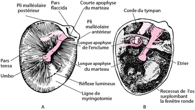 Tympan de l'oreille droite (A); caisse du tympan avec tympan retiré (B)