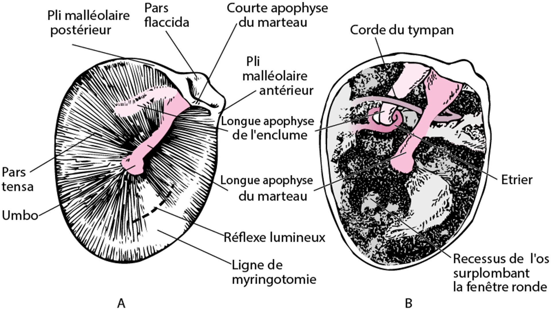 Tympan de l'oreille droite (A); caisse du tympan avec tympan retiré (B)