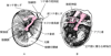 右耳の鼓膜（A）；鼓膜を取り除いた鼓室（B）