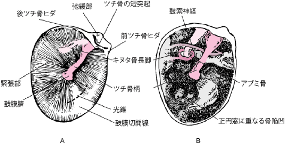 右耳の鼓膜（A）；鼓膜を取り除いた鼓室（B）