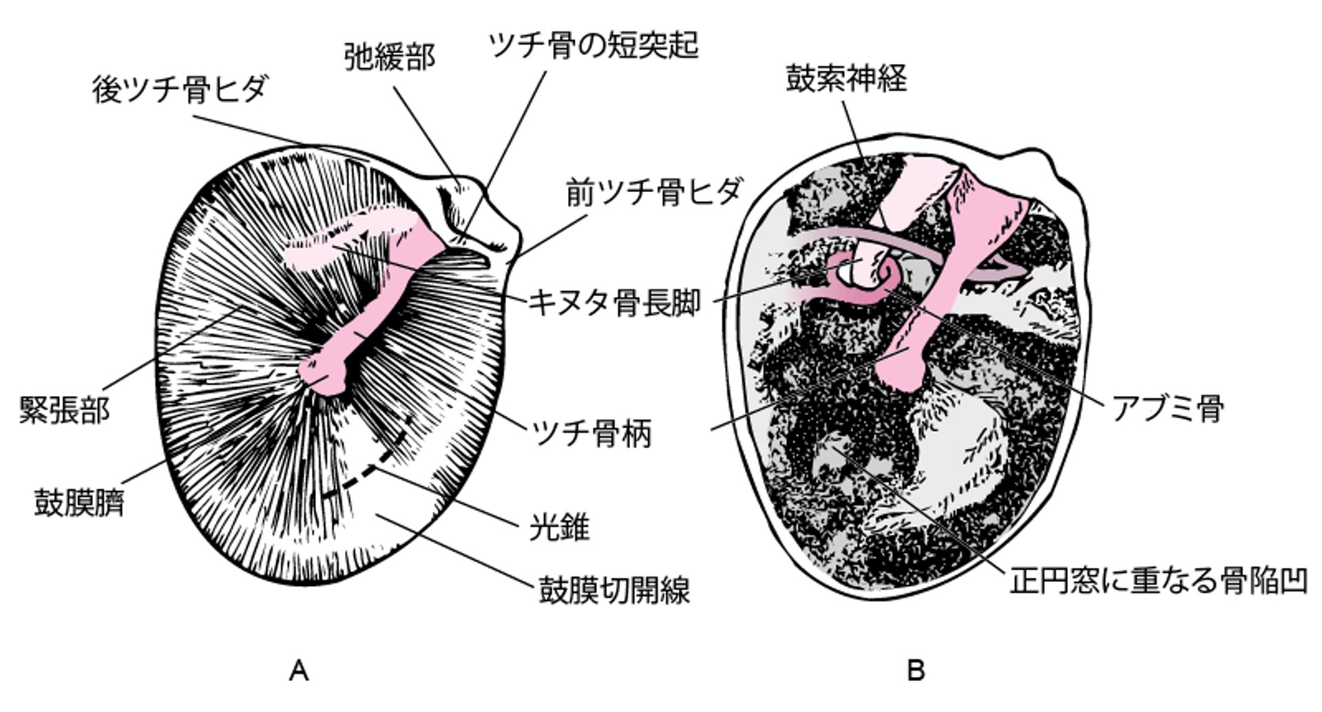 右耳の鼓膜（A）；鼓膜を取り除いた鼓室（B）