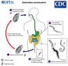 Cycle de vie d'Enterobius vermicularis