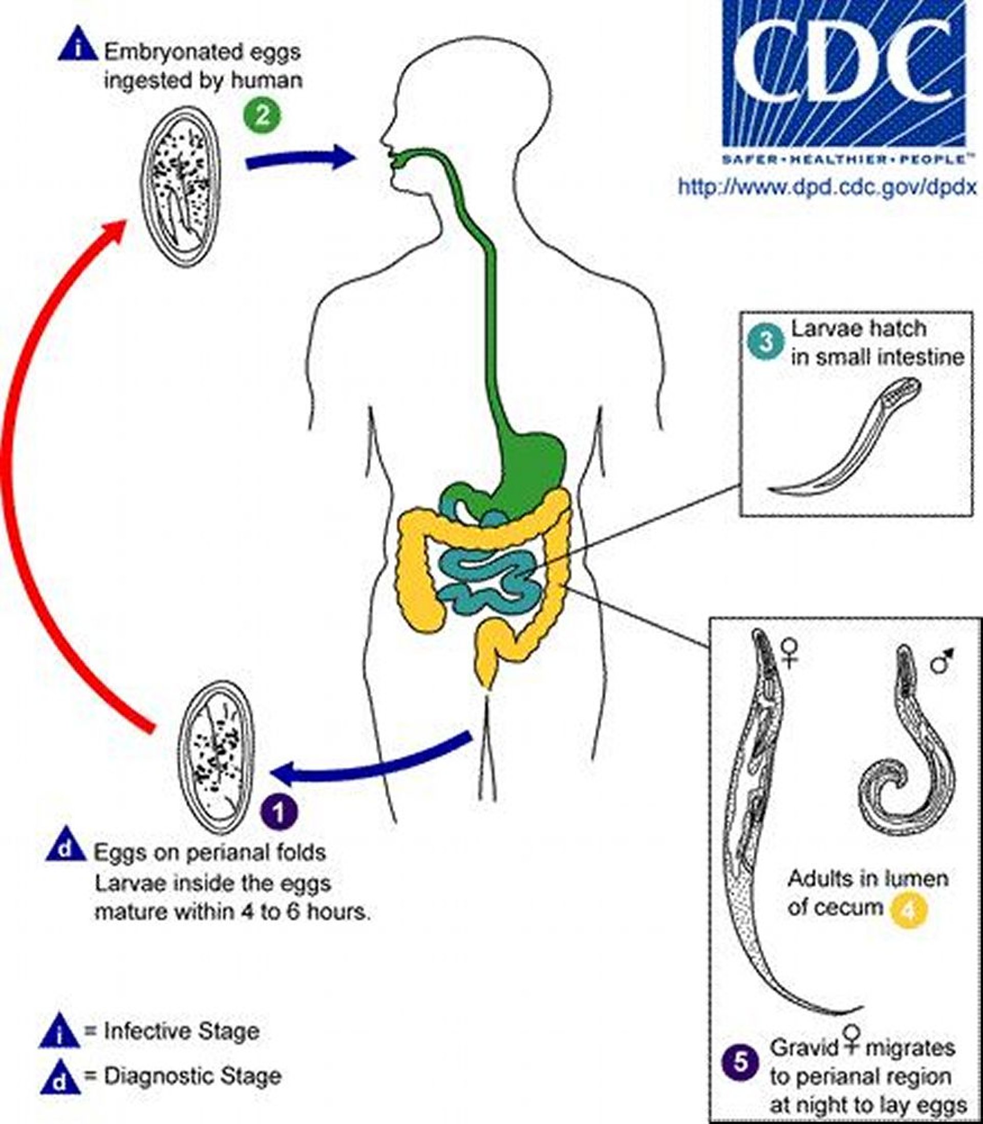 Ciclo di vita di <i >Enterobius vermicularis</i>