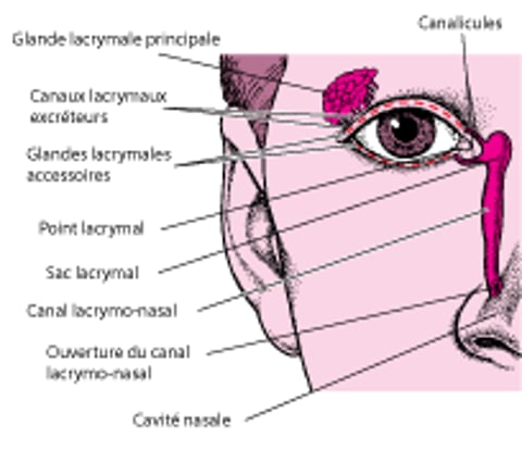 D'où proviennent les larmes