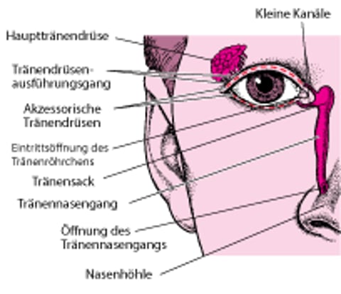 Woher die Tränen kommen