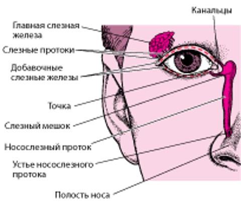 Откуда берутся слезы