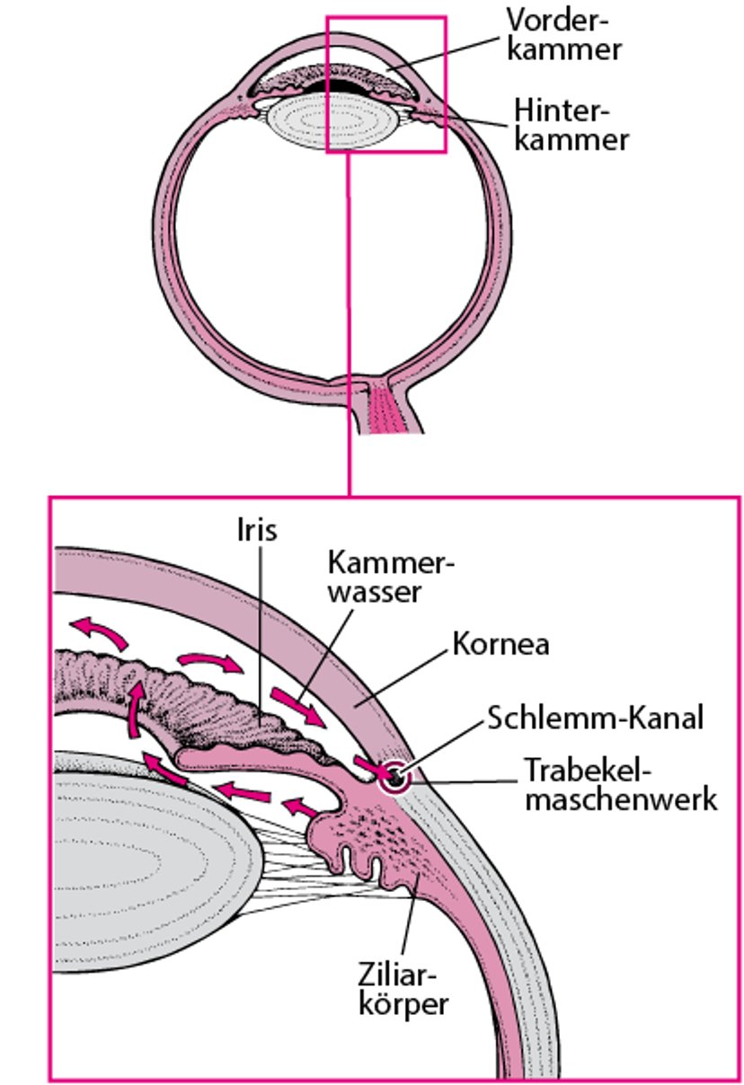 Kammerwasserproduktion und -fluss