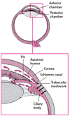 Aqueous Humor Production and Flow