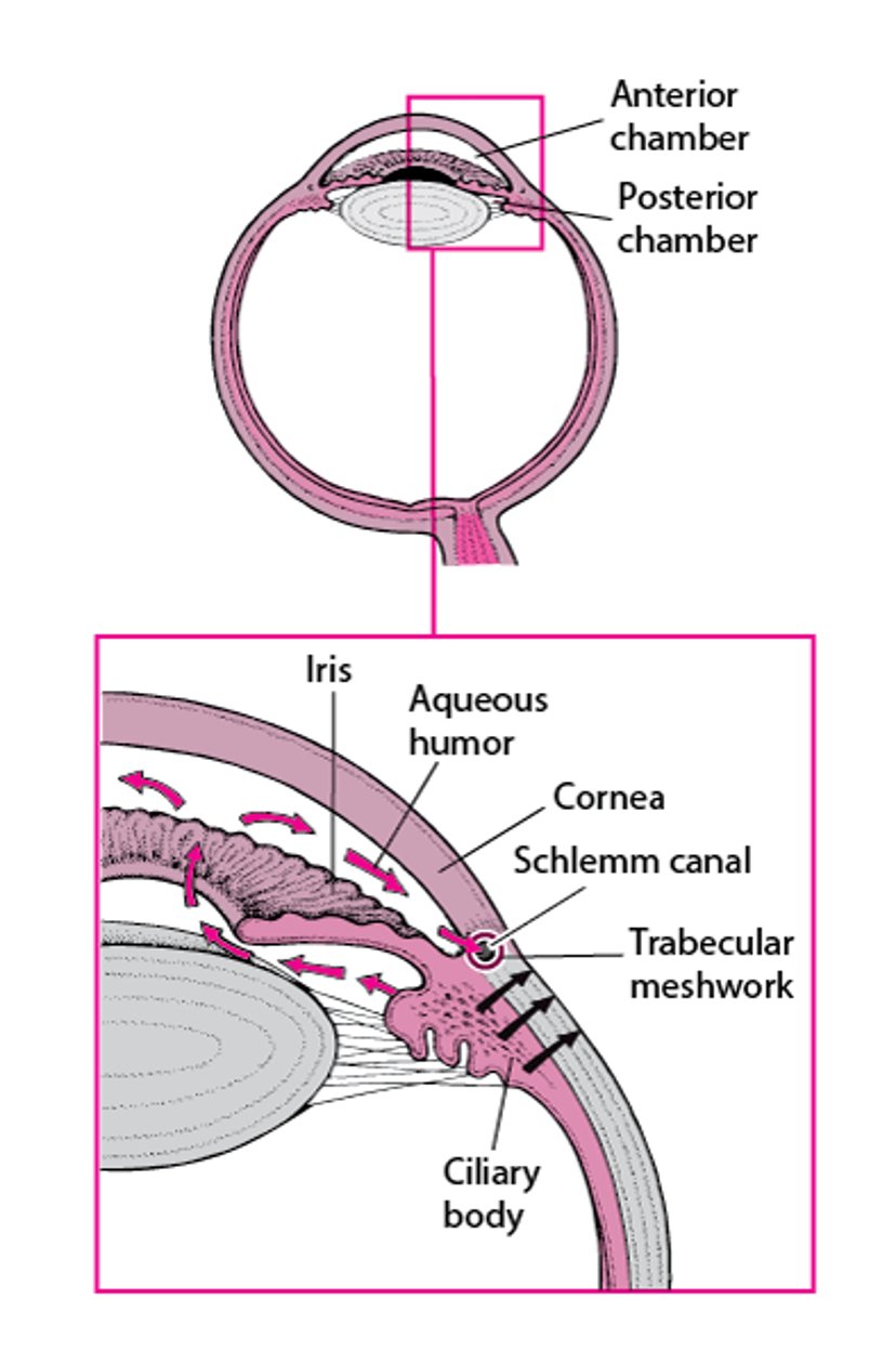Aqueous Humor Production and Flow