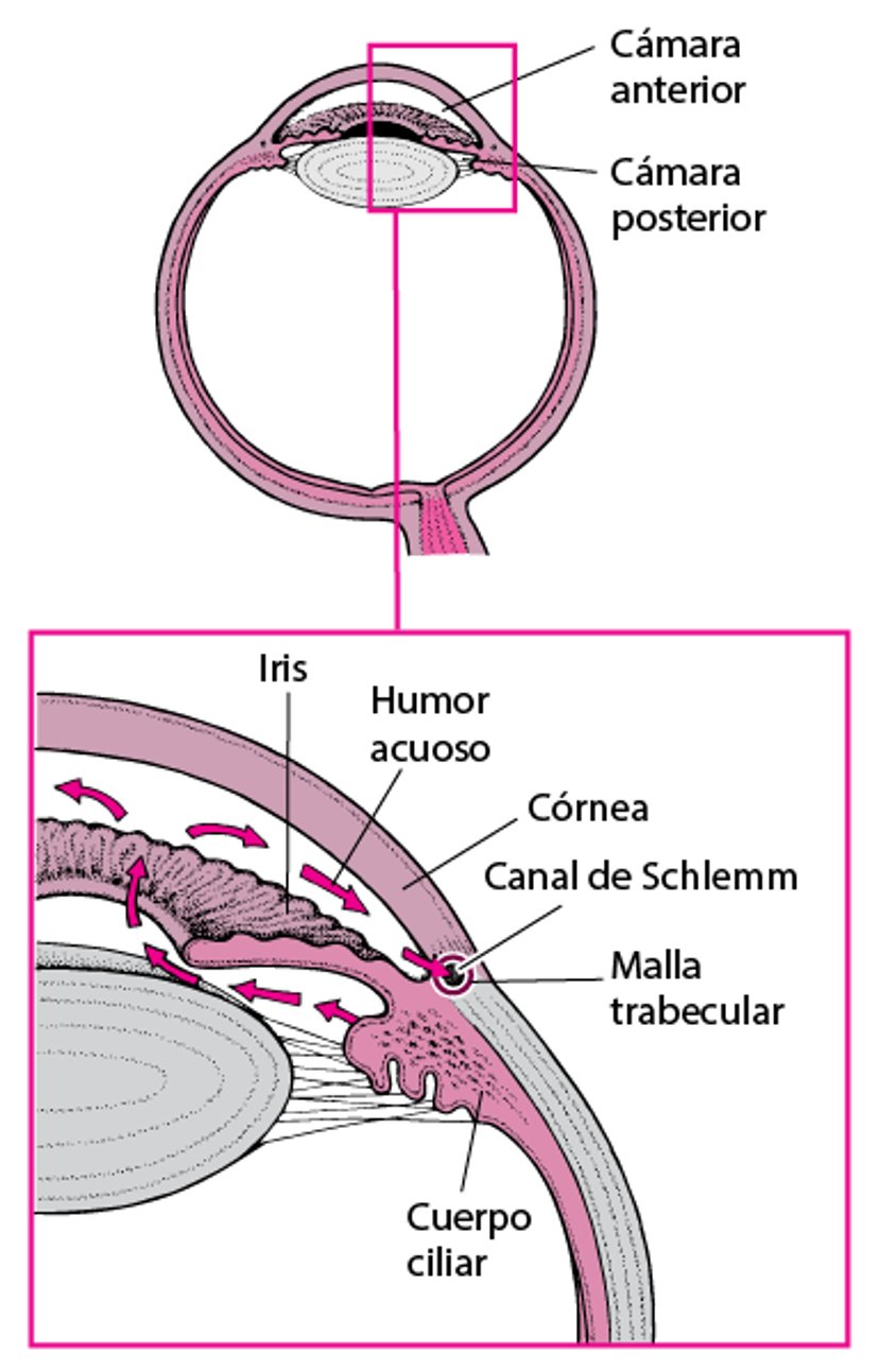 Producción y flujo del humor acuoso