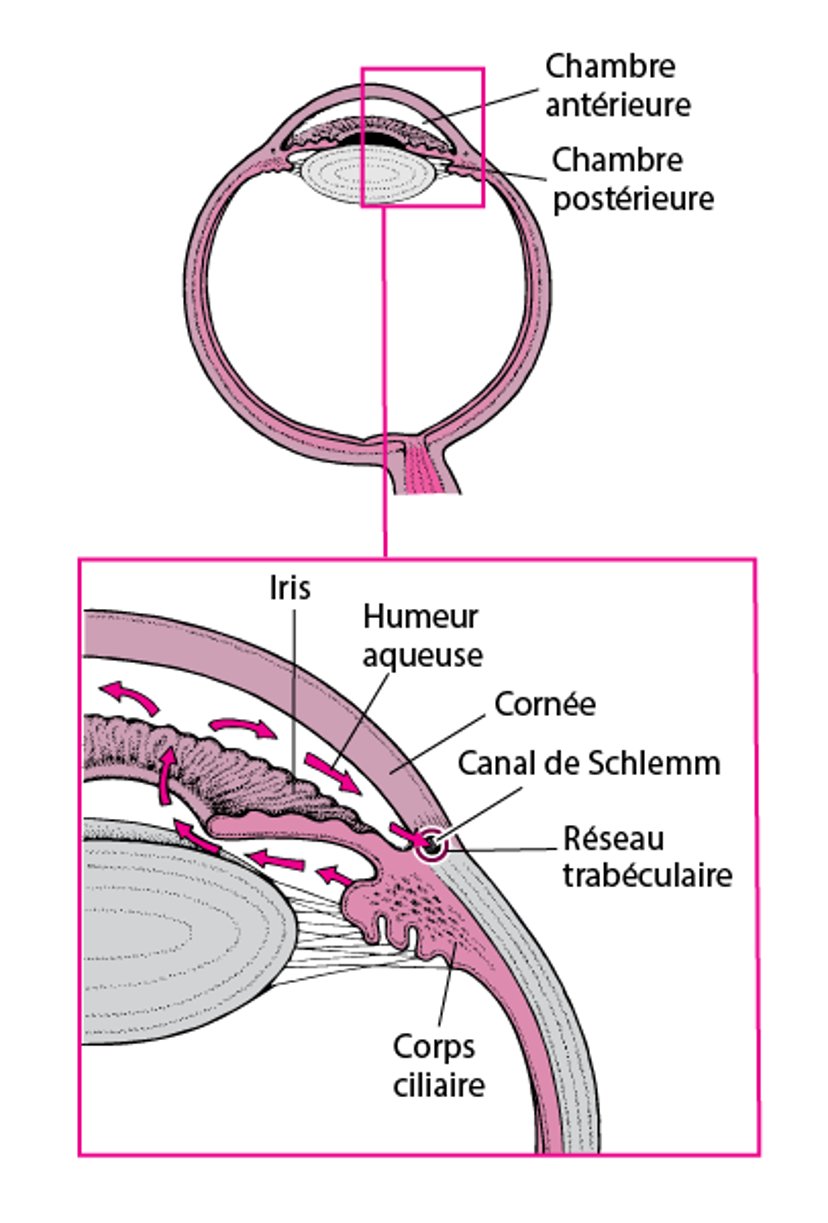 Production et écoulement de l'humeur aqueuse