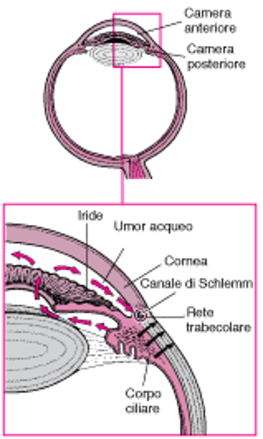 Produzione e flusso di umor acqueo