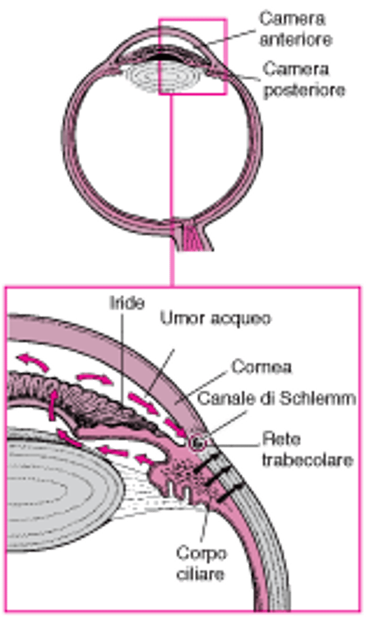 Produzione e flusso di umor acqueo