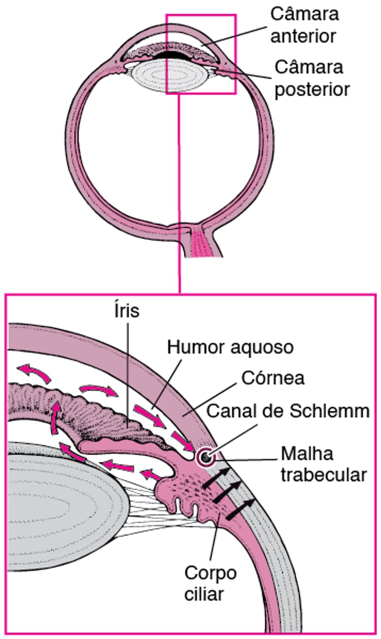 Fluxo e produção do humor aquoso