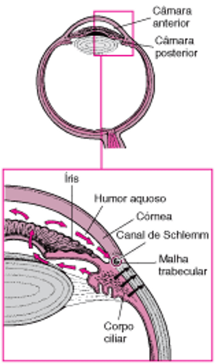 Fluxo e produção do humor aquoso