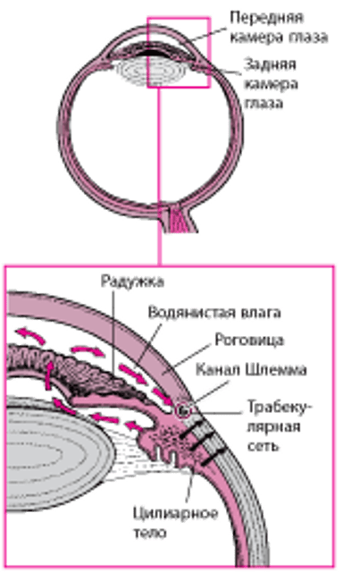 Выработка и продвижение внутриглазной жидкости