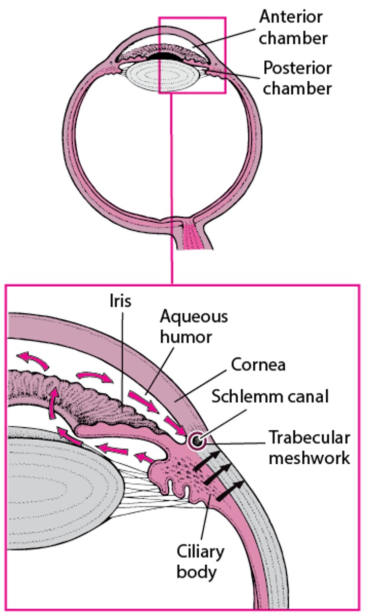 Вироблення та циркуляція водянистої вологи