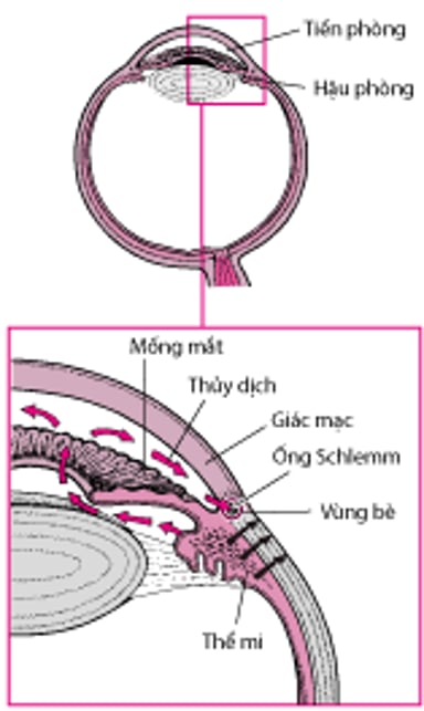 Sản sinh và lưu thông thủy dịch.