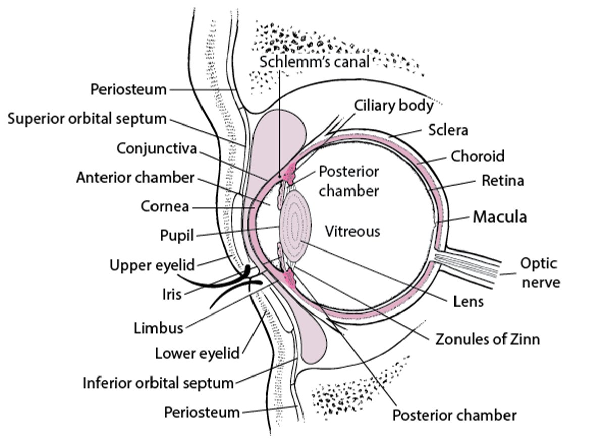 Cross-section of the eye