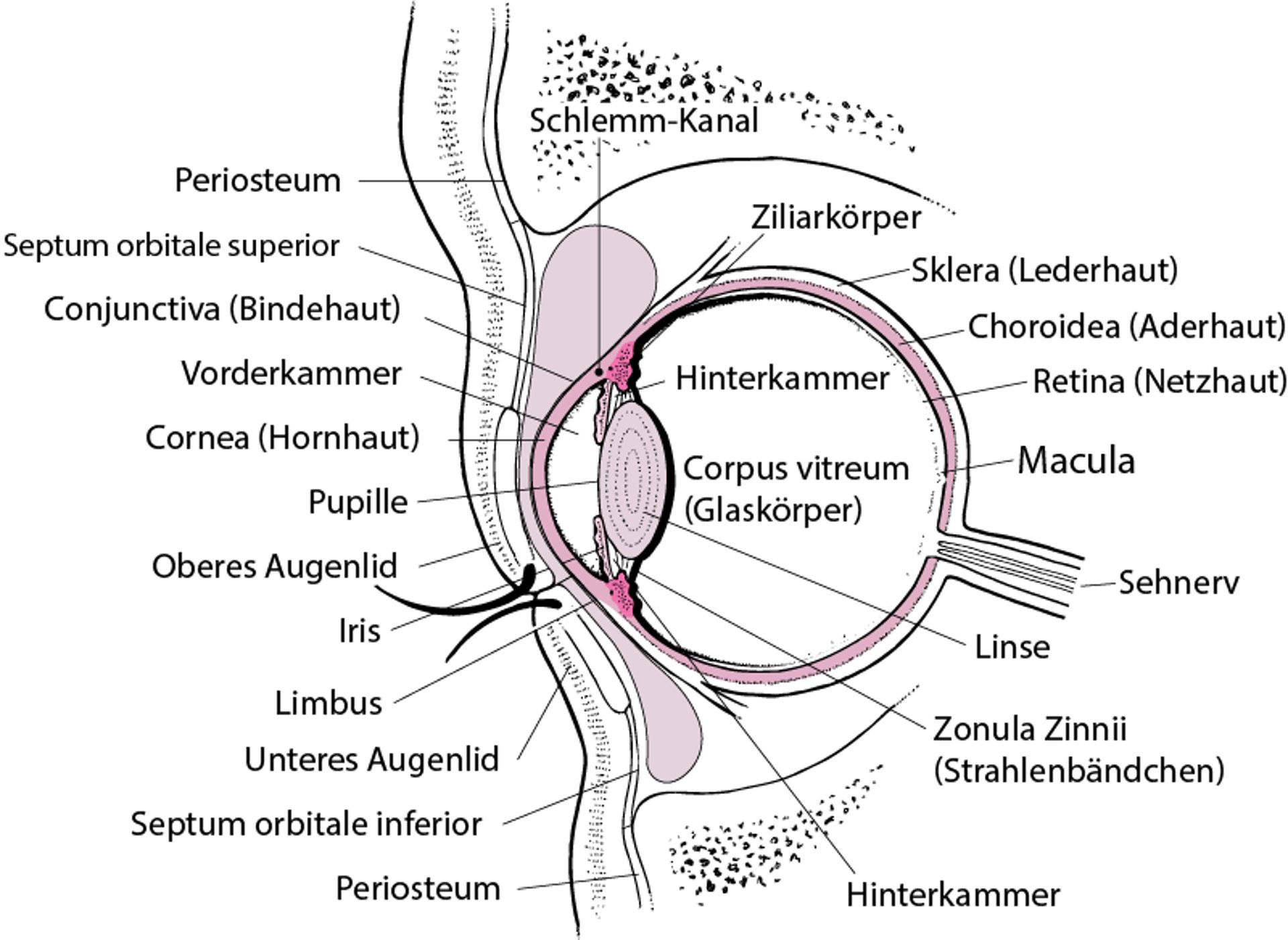 Querschnitt durch das Auge