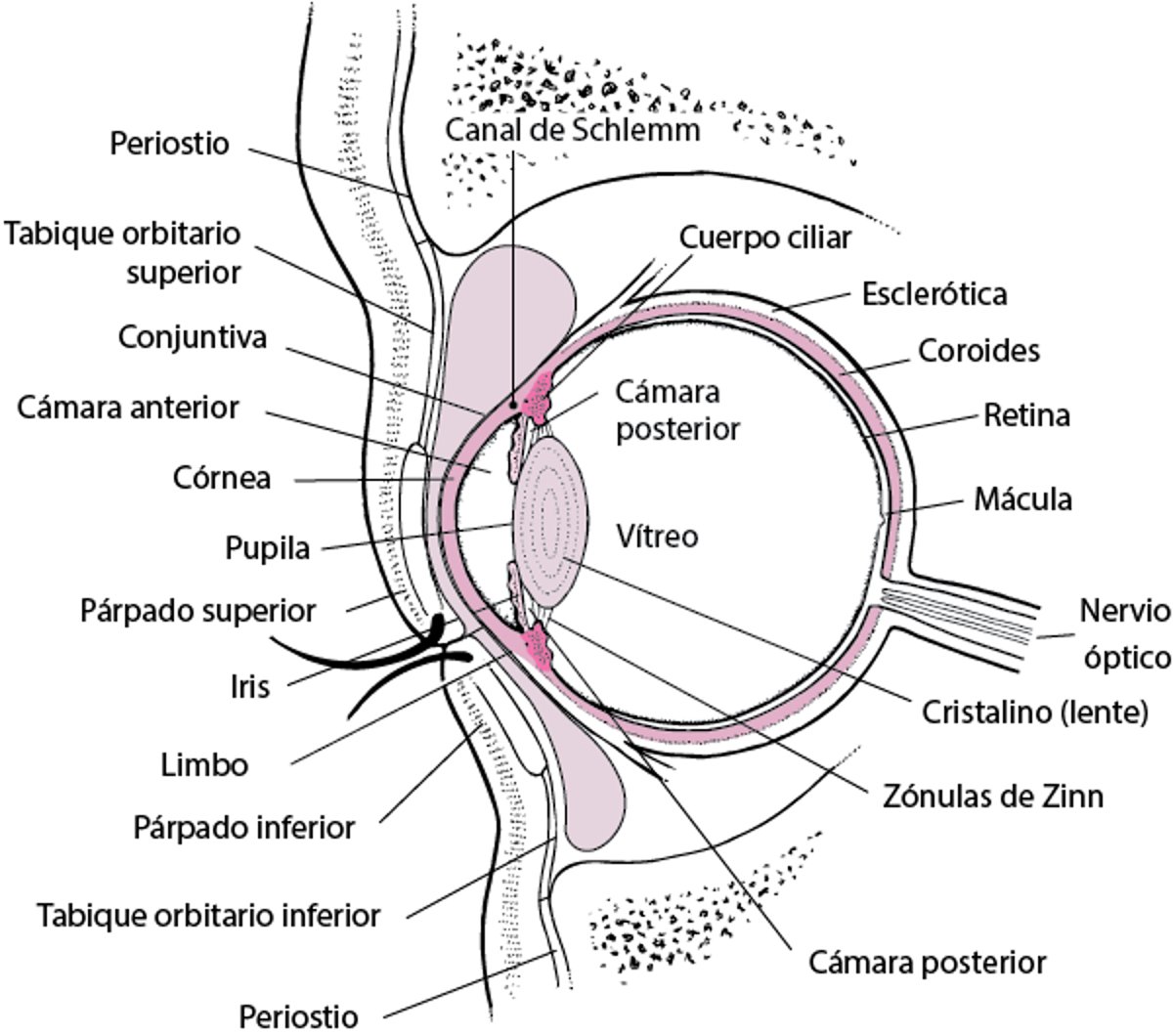 Corte transversal del ojo