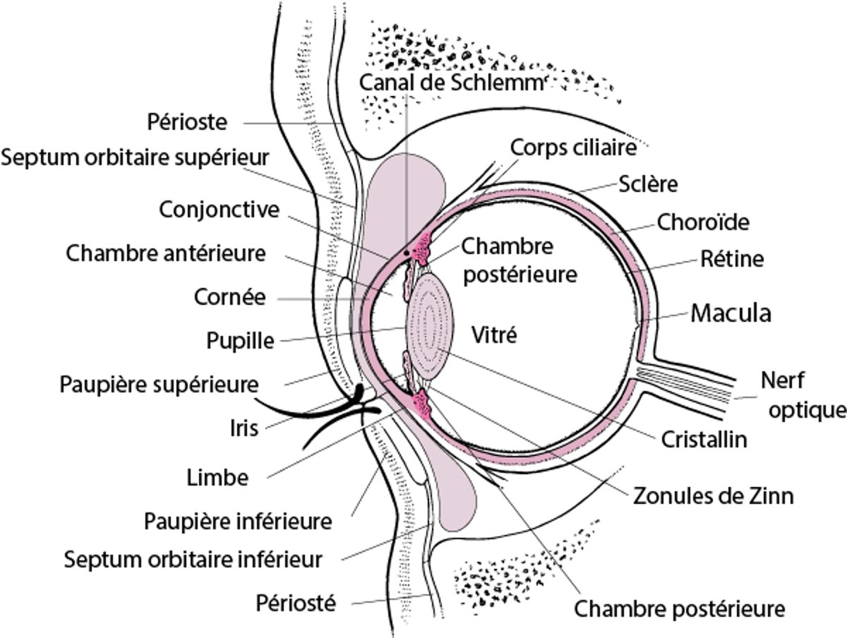 Coupe transversale de l'œil