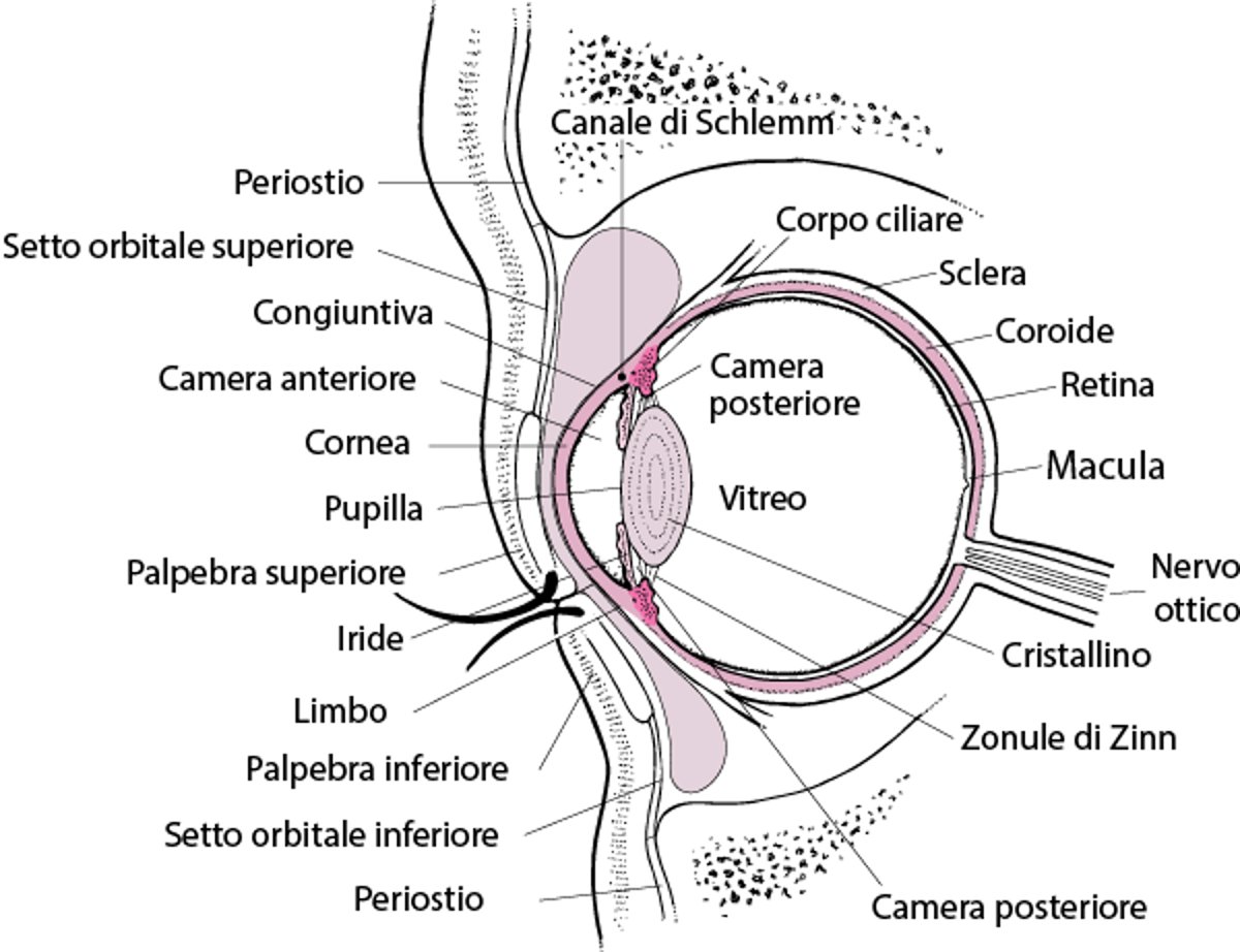 Sezione dell'occhio
