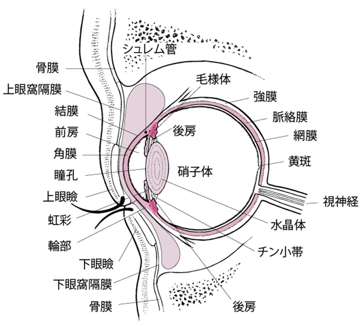 眼の断面図