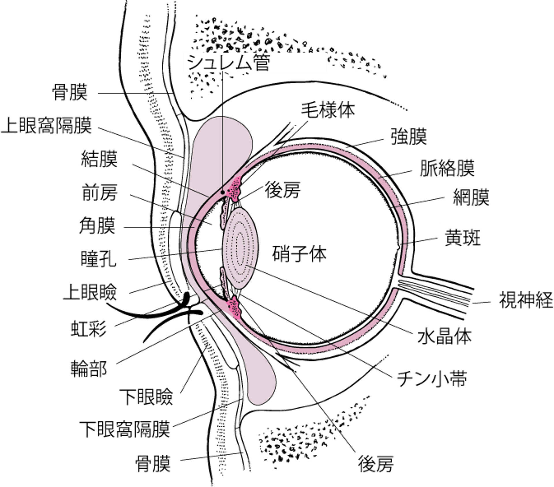 眼の断面図