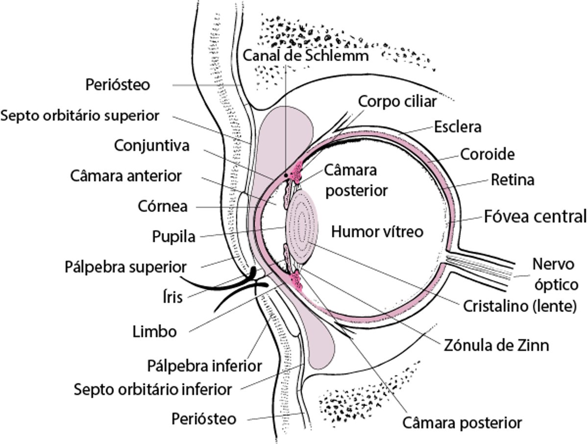 Seção transversal do olho