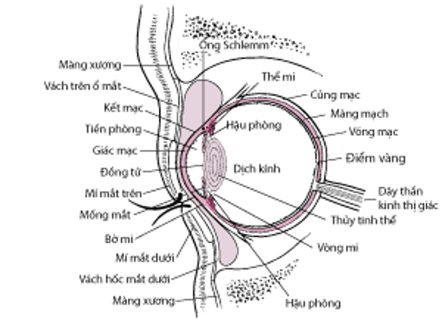 Mặt cắt ngang của mắt