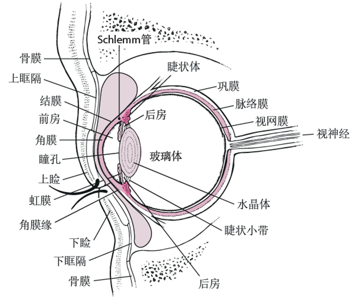 眼的横断面