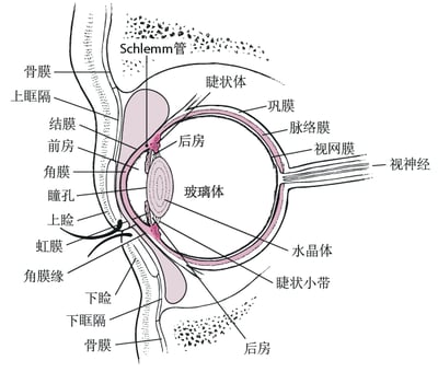眼的横断面