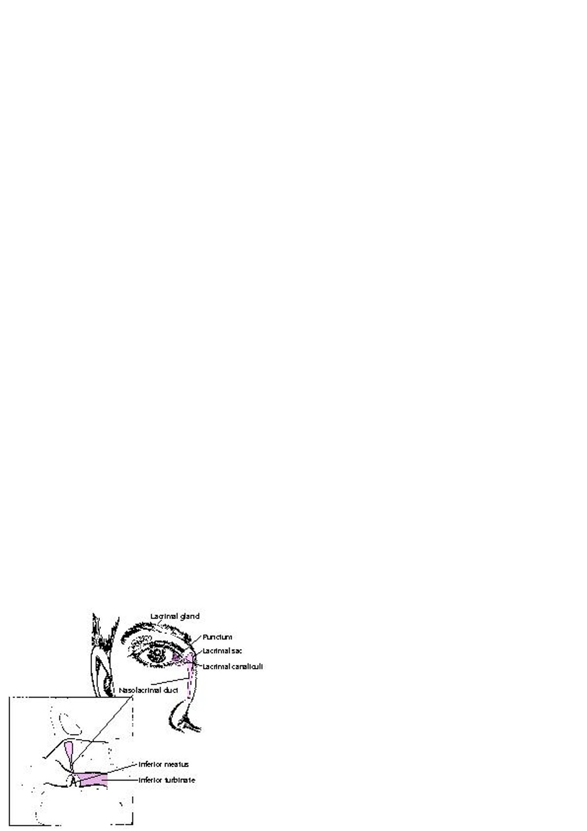 Anatomie des Tränensystems